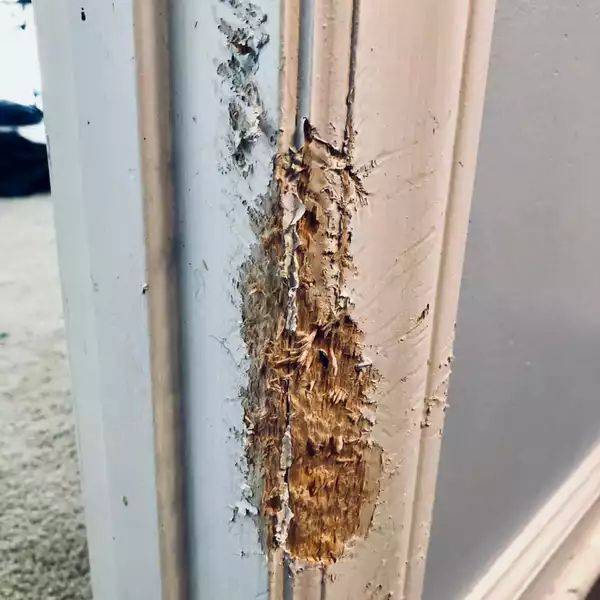 Replacing Doors With Moisture Damage